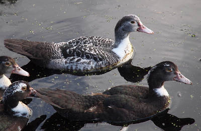 [Four ducklings are swimming from left to right. The entire bodies of the front two ducks are visible and have tail feathers which are several inches long. The duck in the upper part of the image has a back which is a mottled black and white. It's head and back of neck are shades of grey while its front is white. The duck in the lower part of the image is nearly all dark brown with only a small patch of white on its upper neck and a few white feathers on the top of its head. Only parts of the heads of the two ducks in the rear are in the image.]